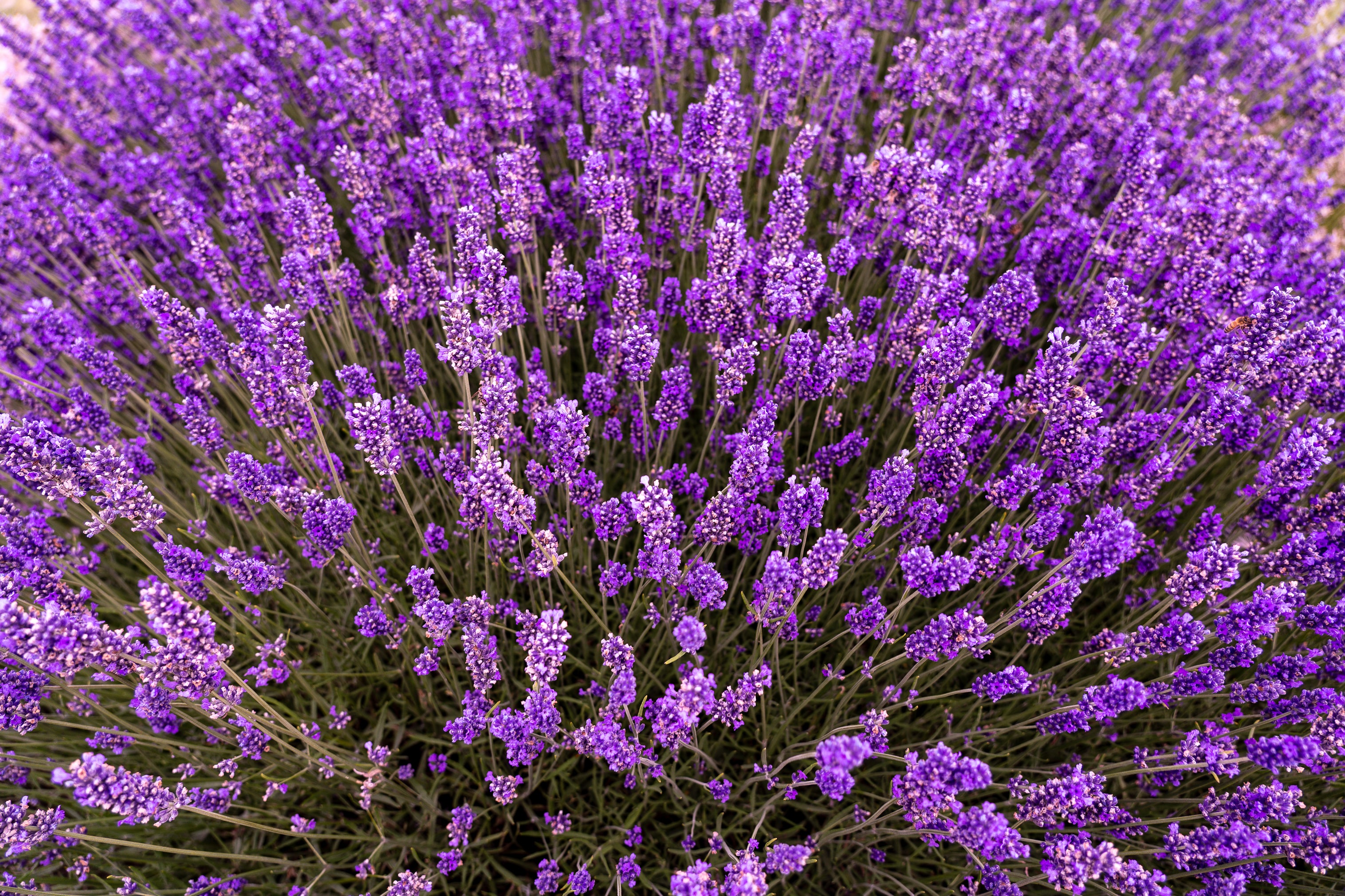 Lavendar